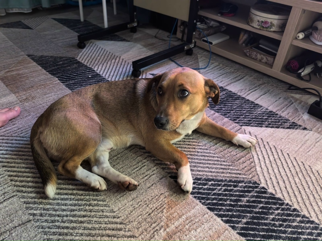 Найдена собака в Ростове-на-Дону — фото объявления