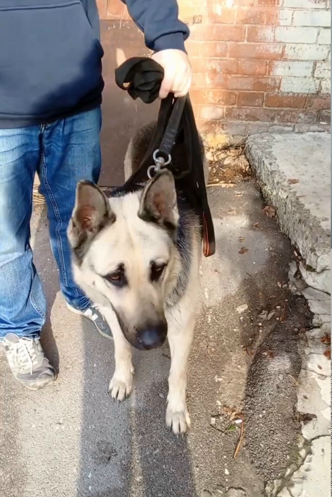 Найдена собака в Ростове-на-Дону — фото объявления