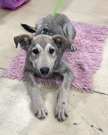 Найдена собака в Ростове-на-Дону — фото объявления