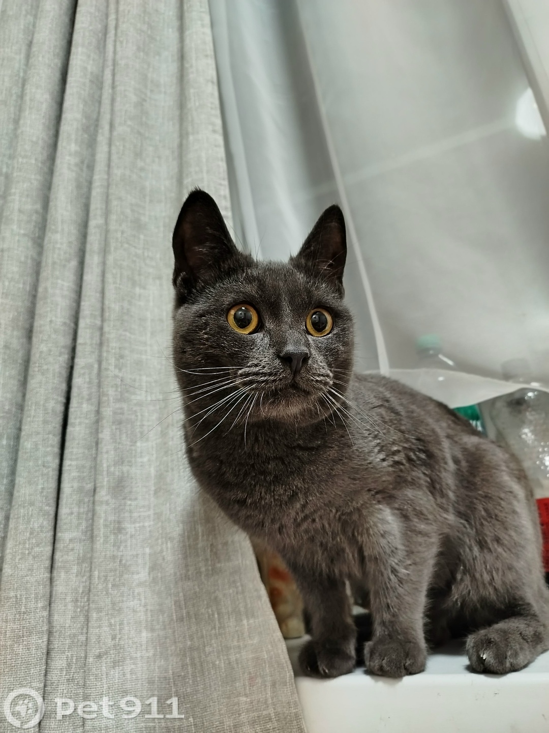 Найдена кошка в Ростове-на-Дону — фото объявления