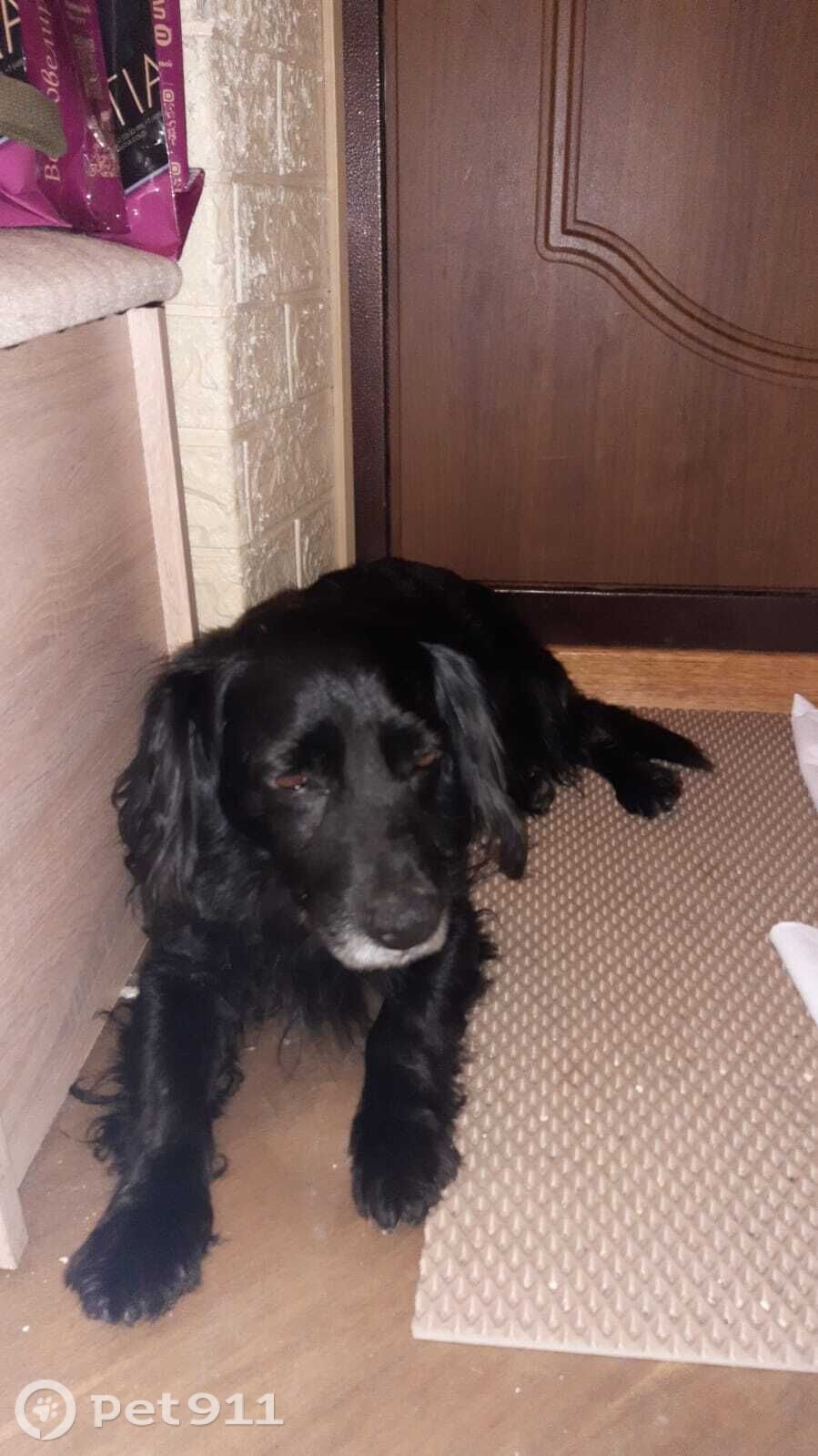 Найдена собака в Ростове-на-Дону — фото объявления