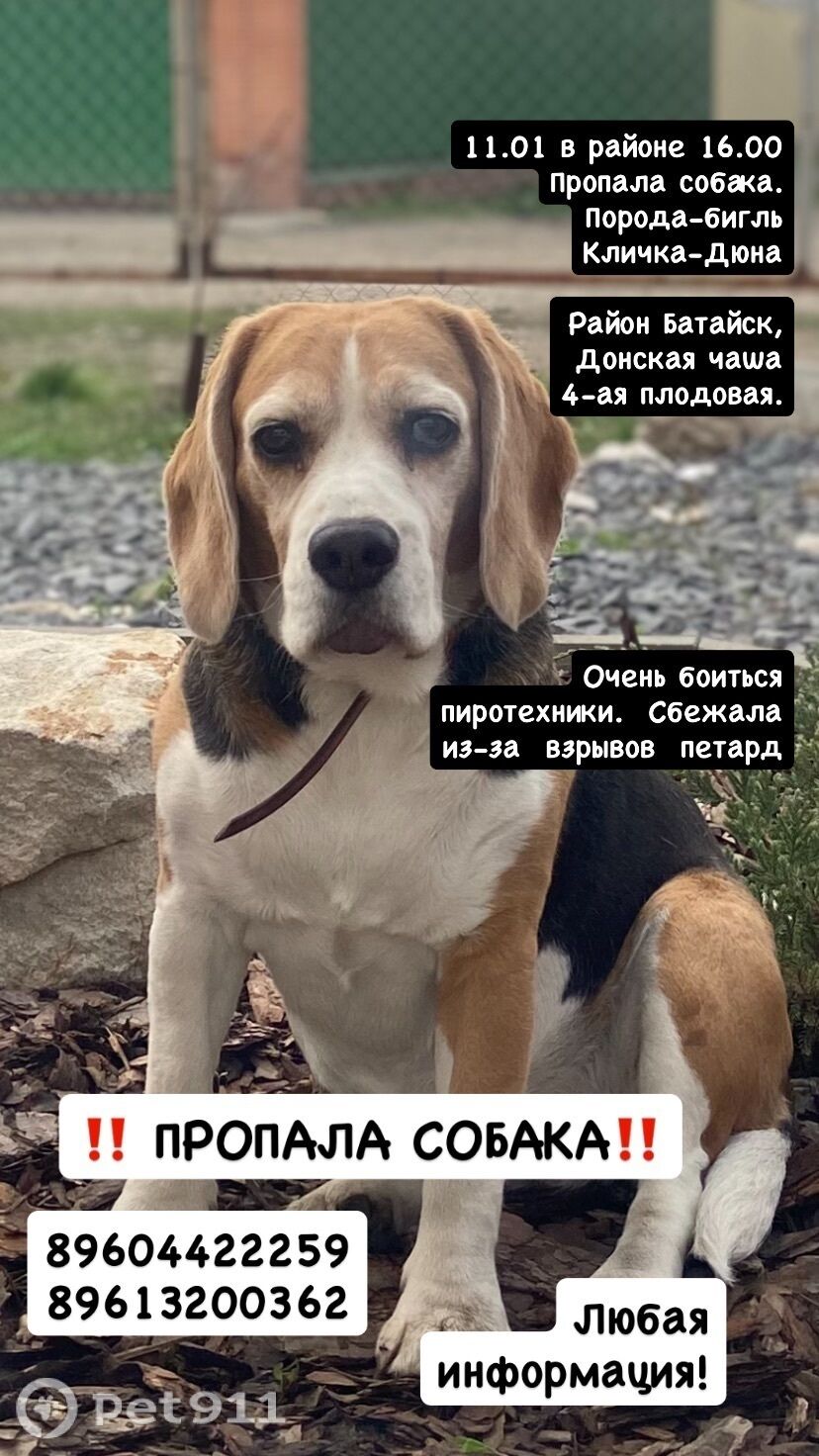 Пропала собака в Ростове-на-Дону — фото объявления