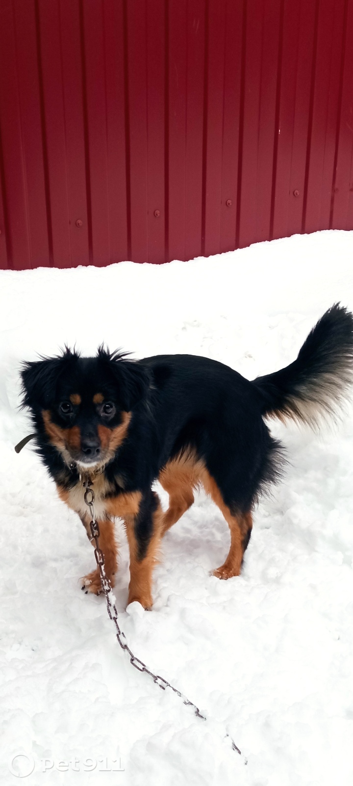 Пропала собака в Ростове-на-Дону — фото объявления