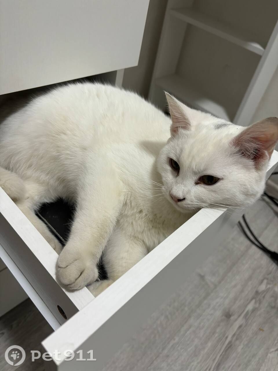 Пропала кошка в Ростове-на-Дону — фото объявления