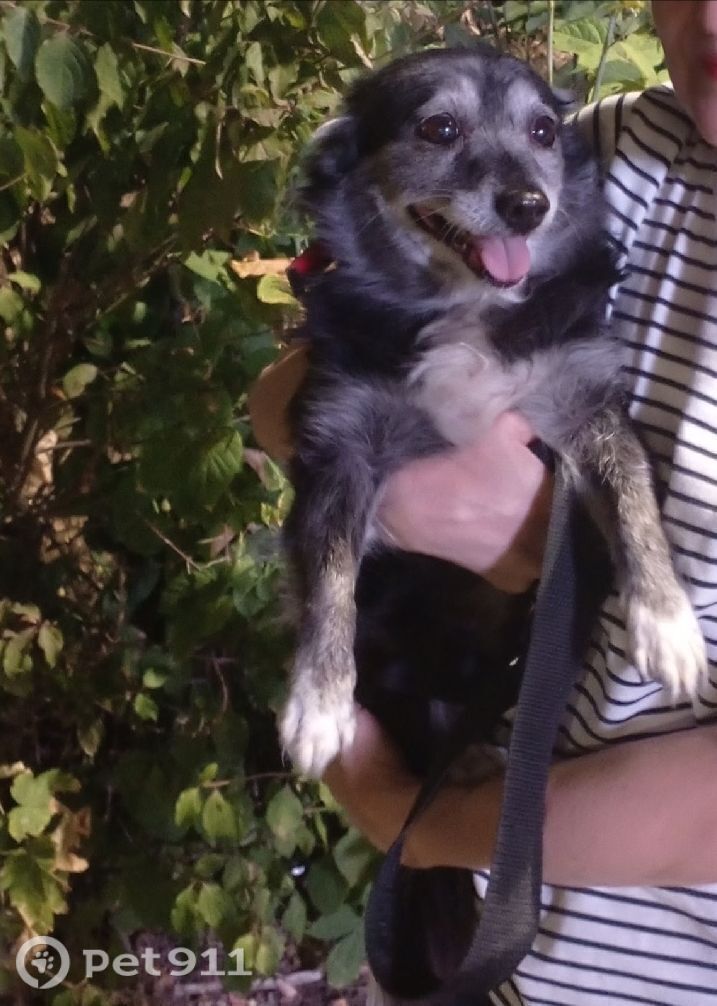 Пропала собака в Ростове-на-Дону — фото объявления