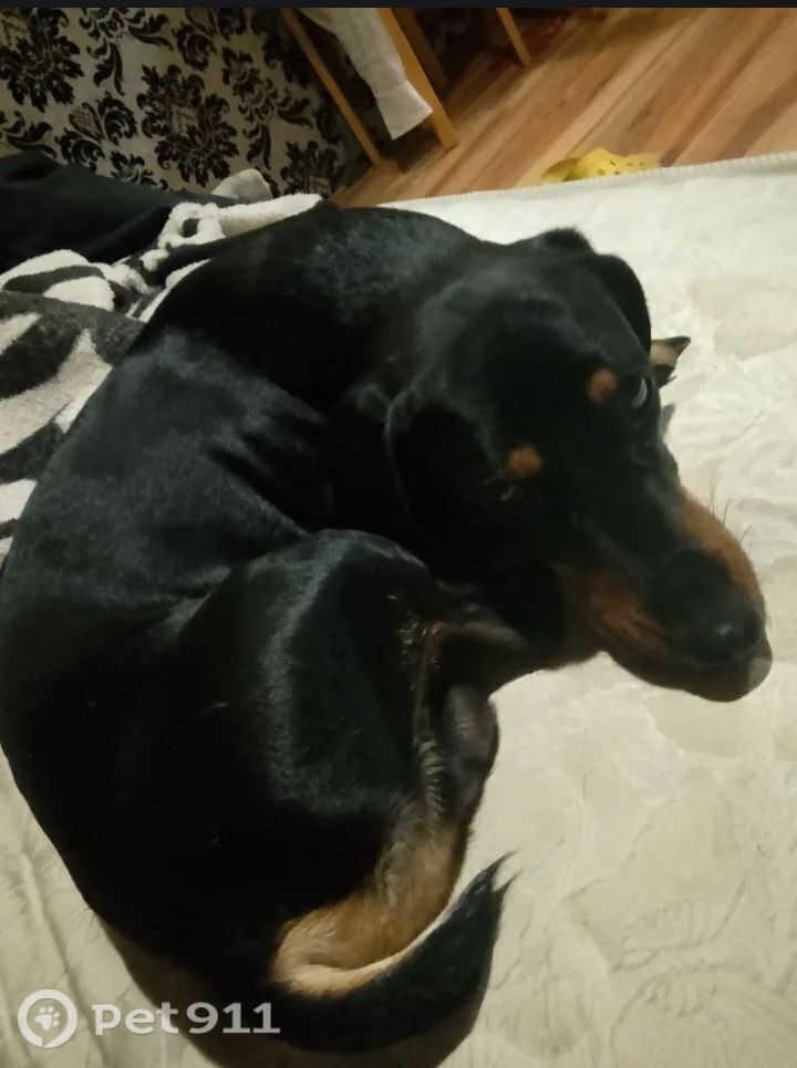 Найдена собака в Ростове-на-Дону — фото объявления