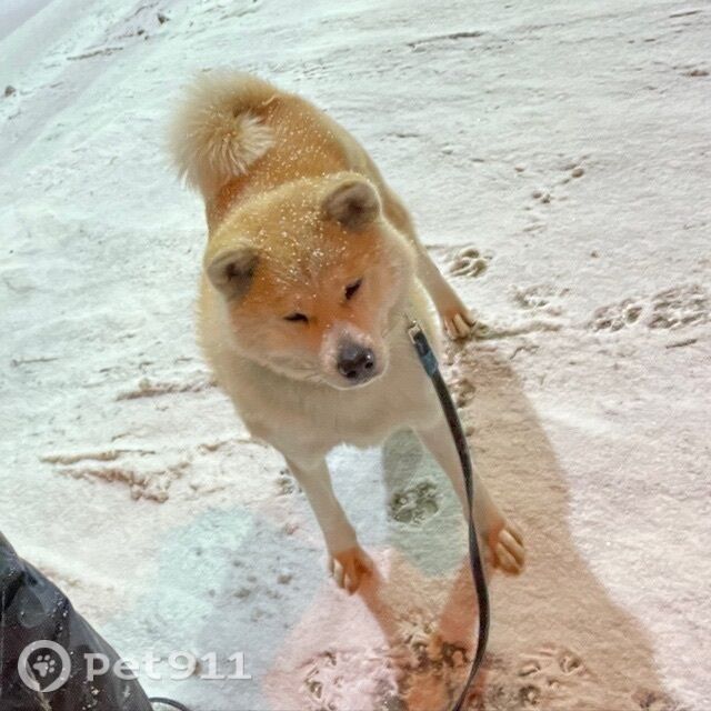 Пропала собака в Ростове-на-Дону — фото объявления