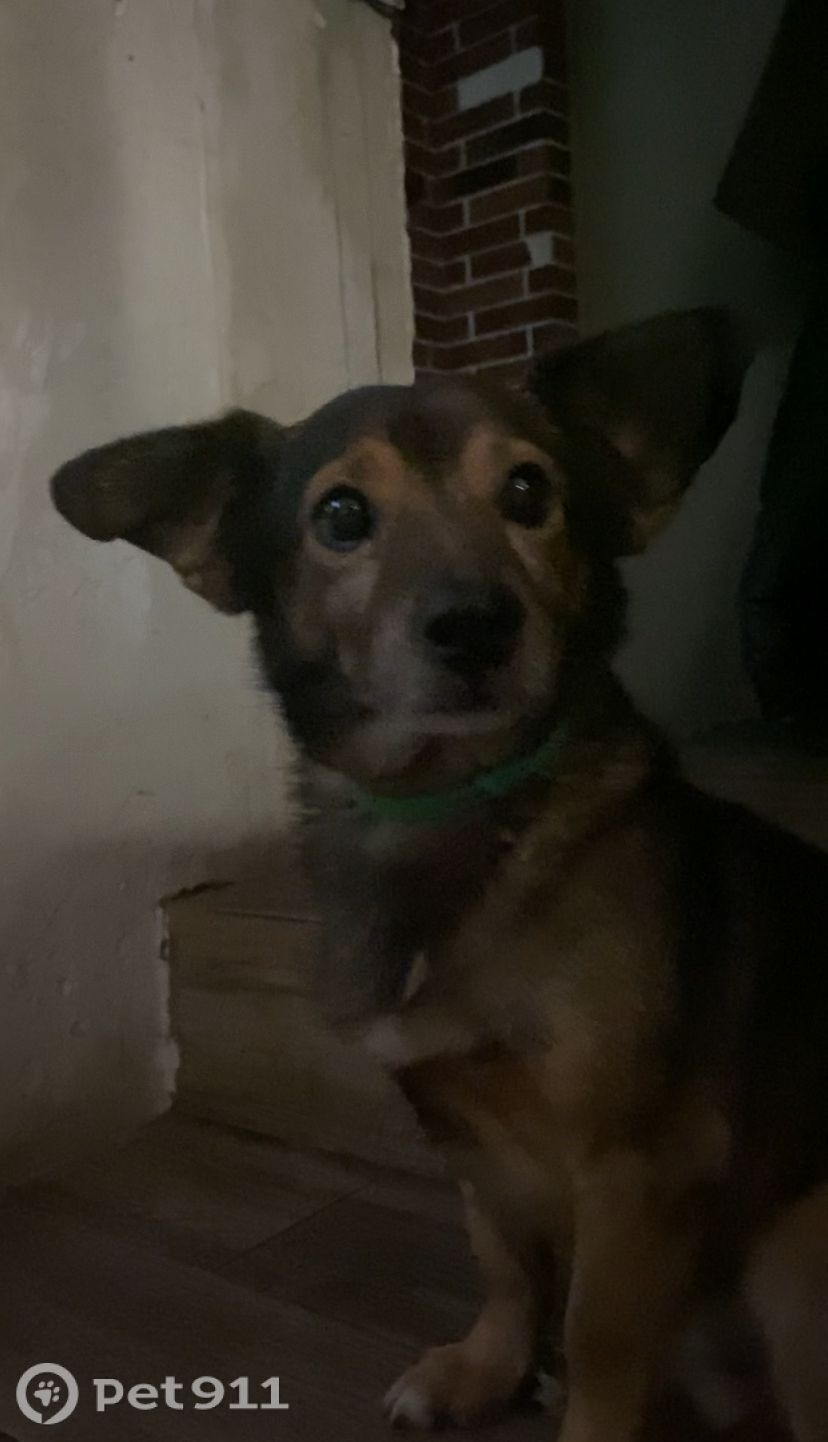 Пропала собака в Ростове-на-Дону — фото объявления