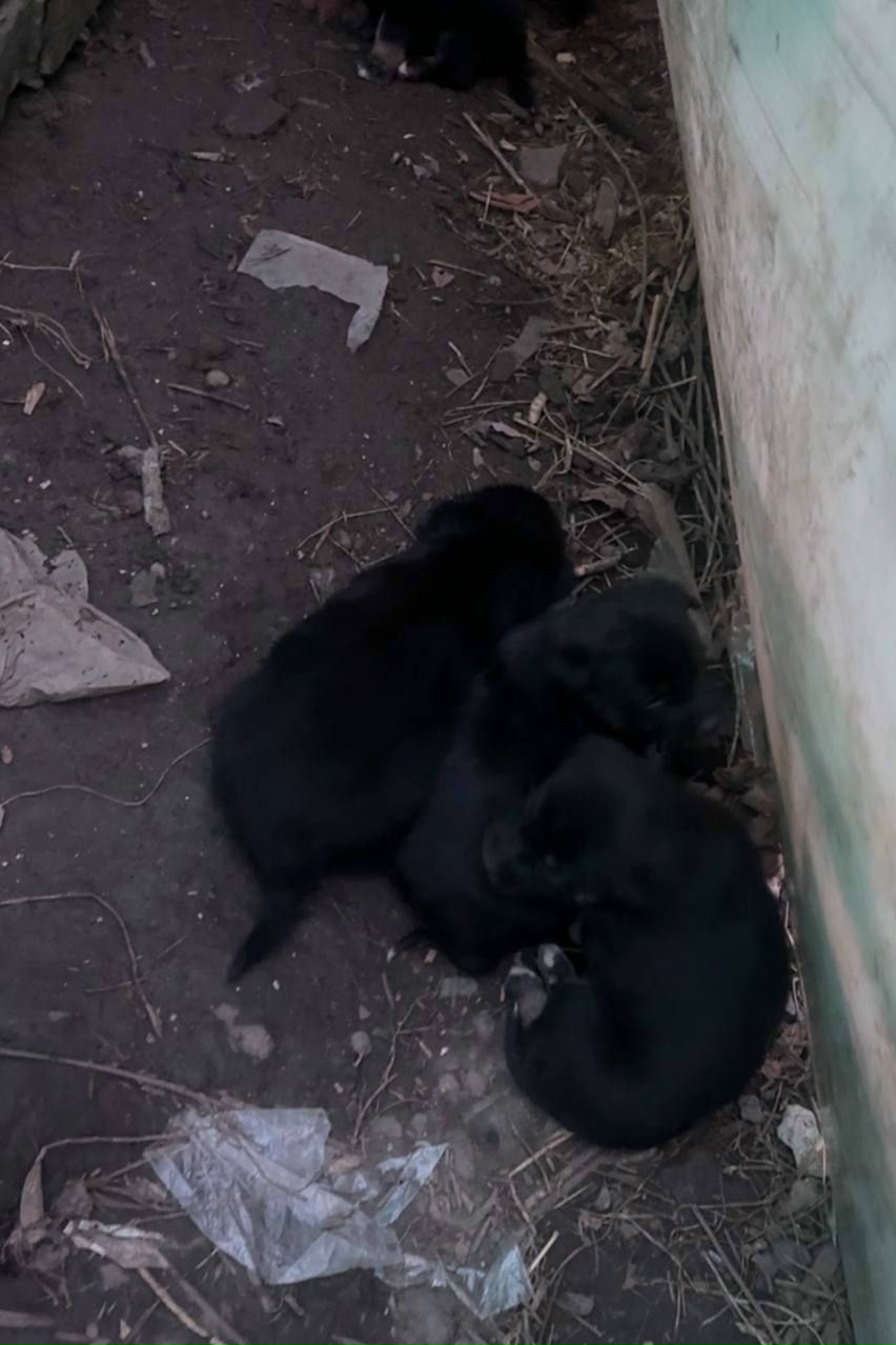 Найдена собака в Ростове-на-Дону — фото объявления