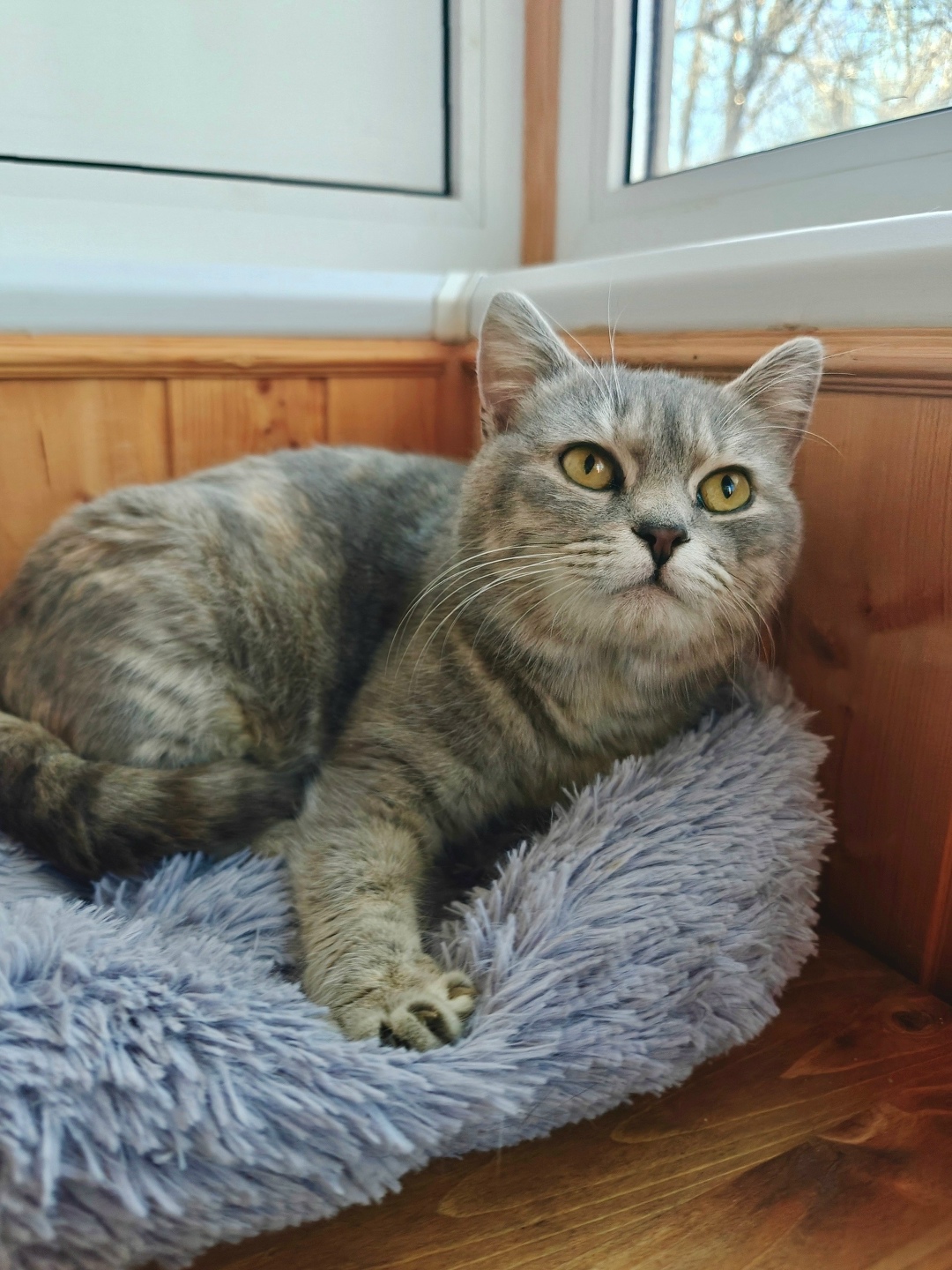 Найдена кошка в Ростове-на-Дону — фото объявления