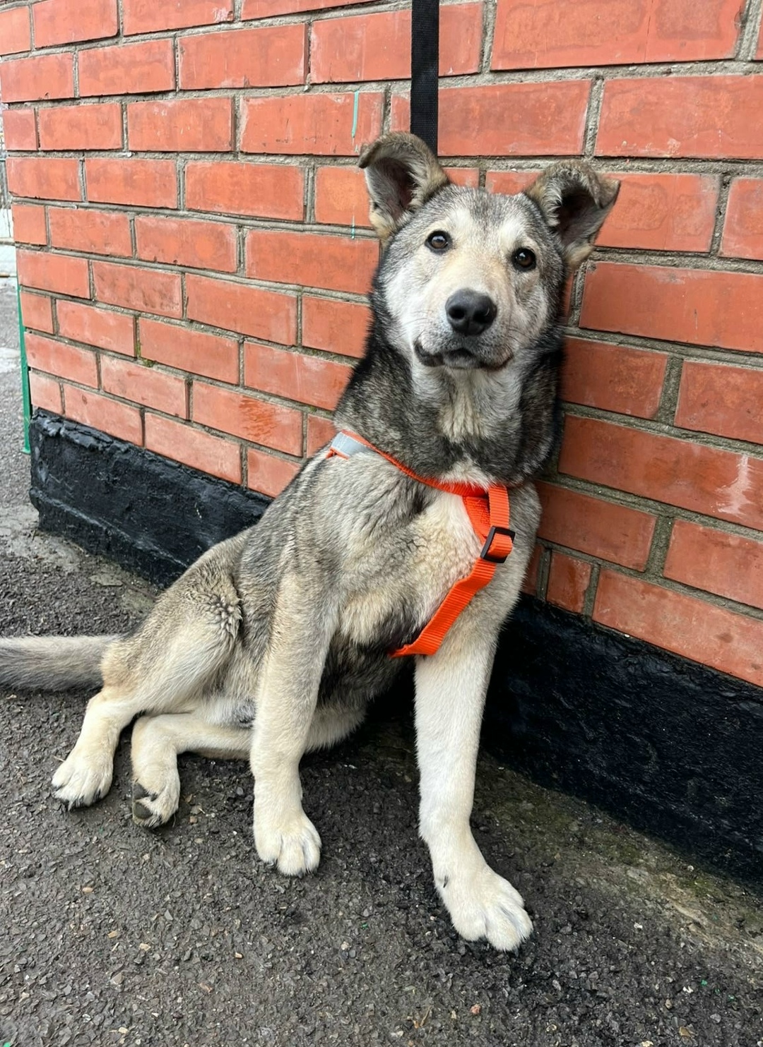 Найдена собака в Ростове-на-Дону — фото объявления