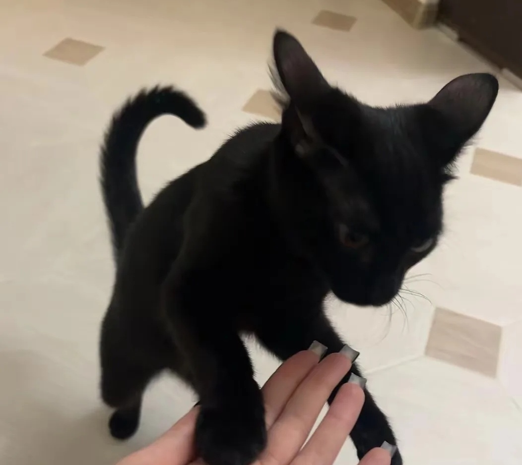 Пропала кошка в Ростове-на-Дону — фото объявления