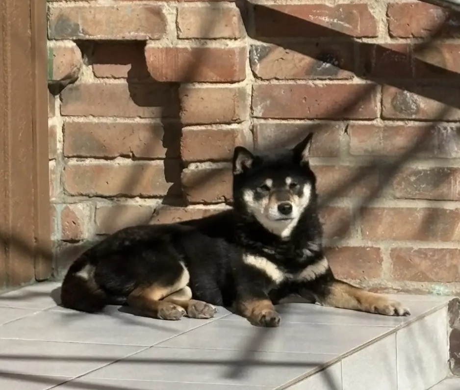 Пропала собака в Ростове-на-Дону — фото объявления