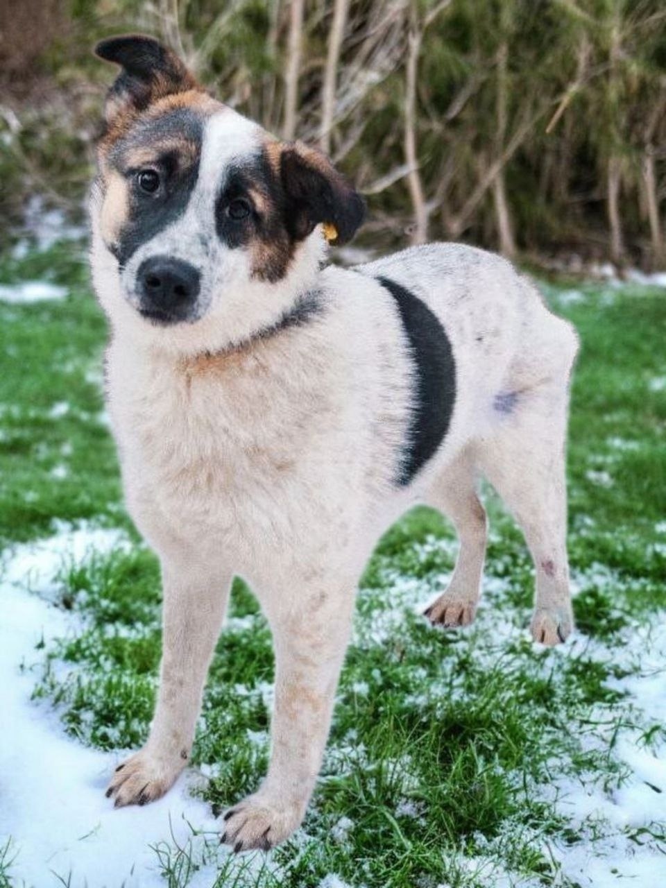 Найдена собака в Ростове-на-Дону — фото объявления