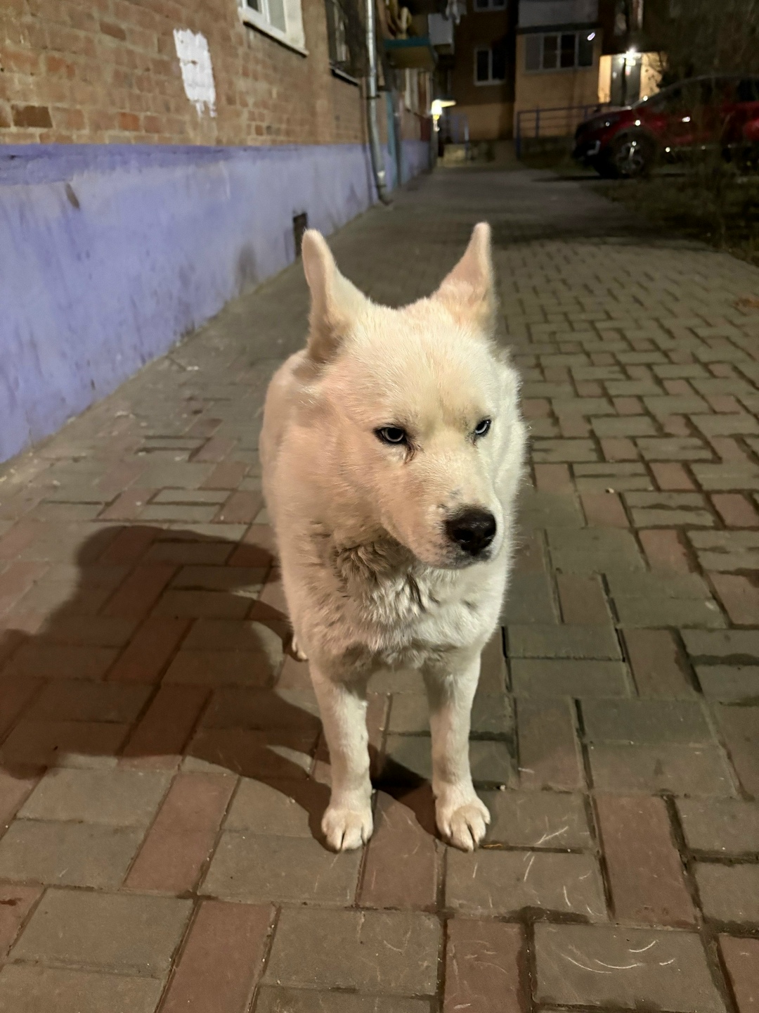 Найдена собака в Ростове-на-Дону — фото объявления