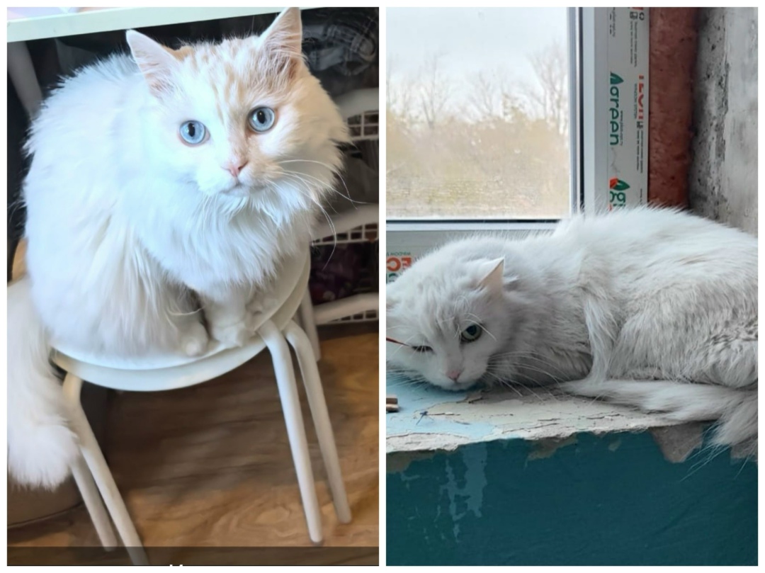 Пропала кошка в Ростове-на-Дону — фото объявления