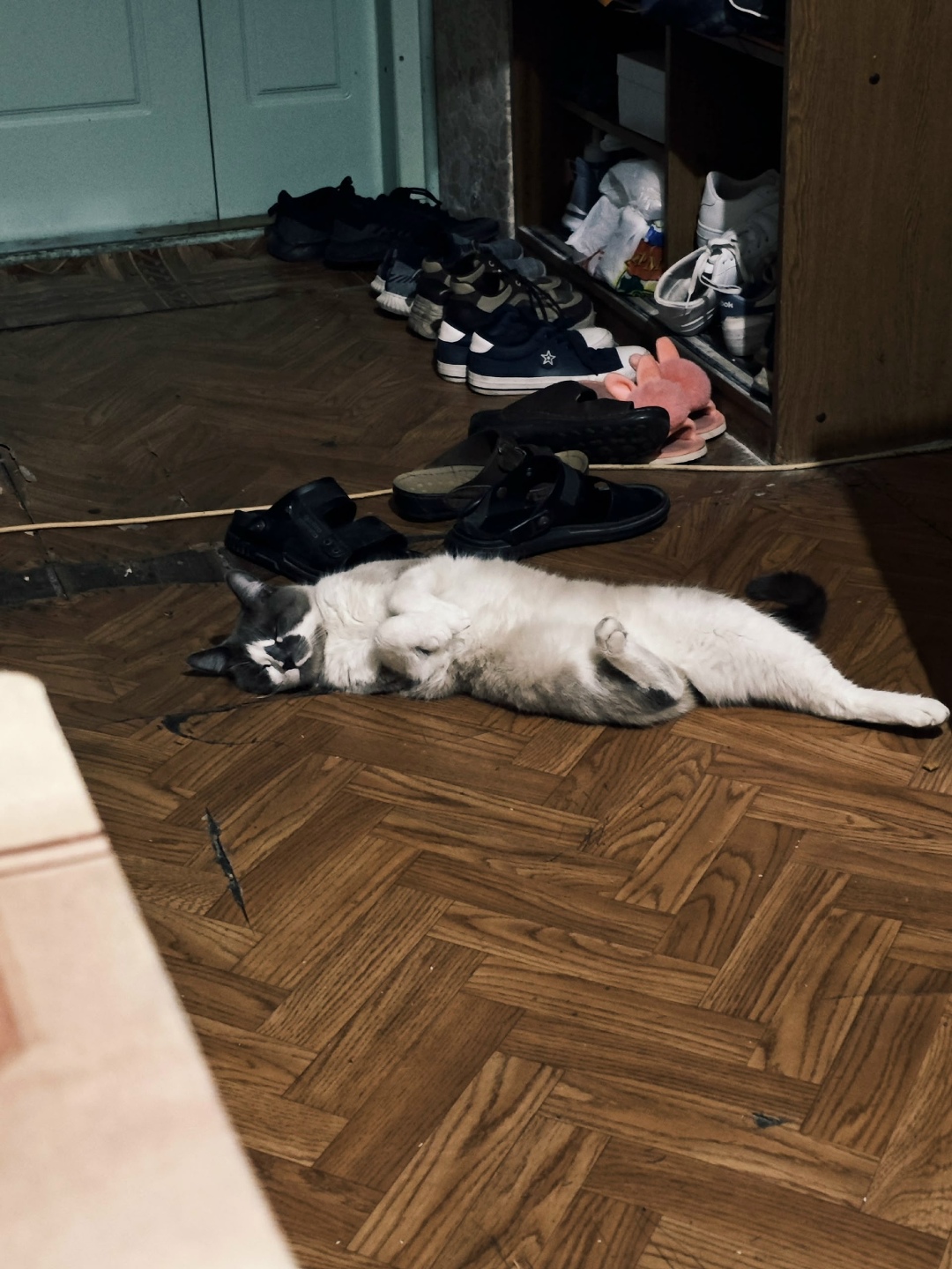 Пропала кошка в Ростове-на-Дону — фото объявления