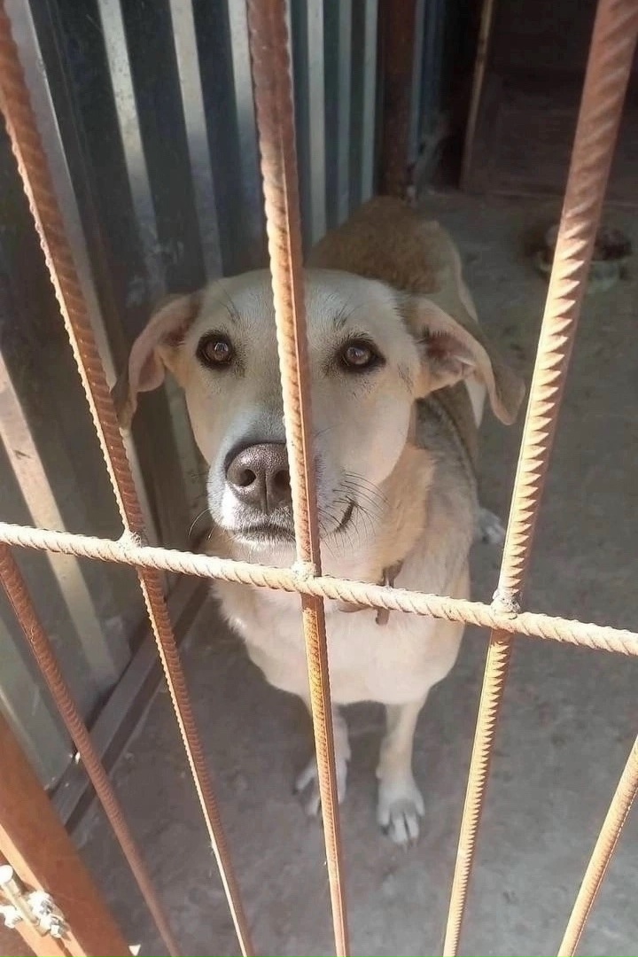 Найдена собака в Ростове-на-Дону — фото объявления