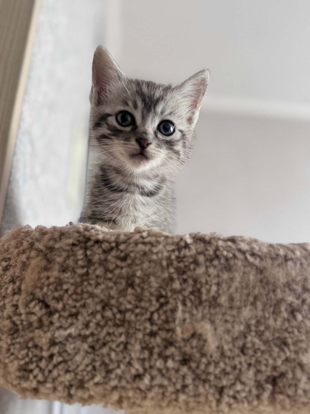 Найдена кошка в Ростове-на-Дону — фото объявления