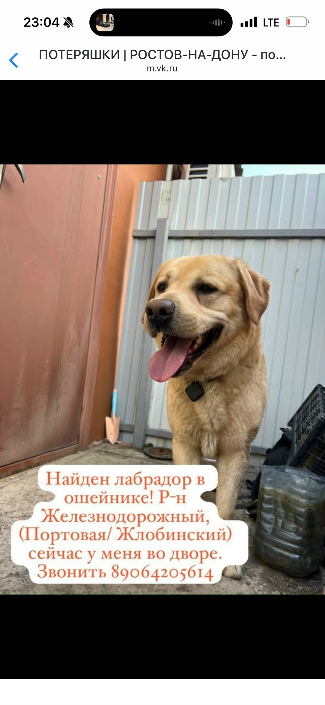 Найдена собака в Ростове-на-Дону — фото объявления