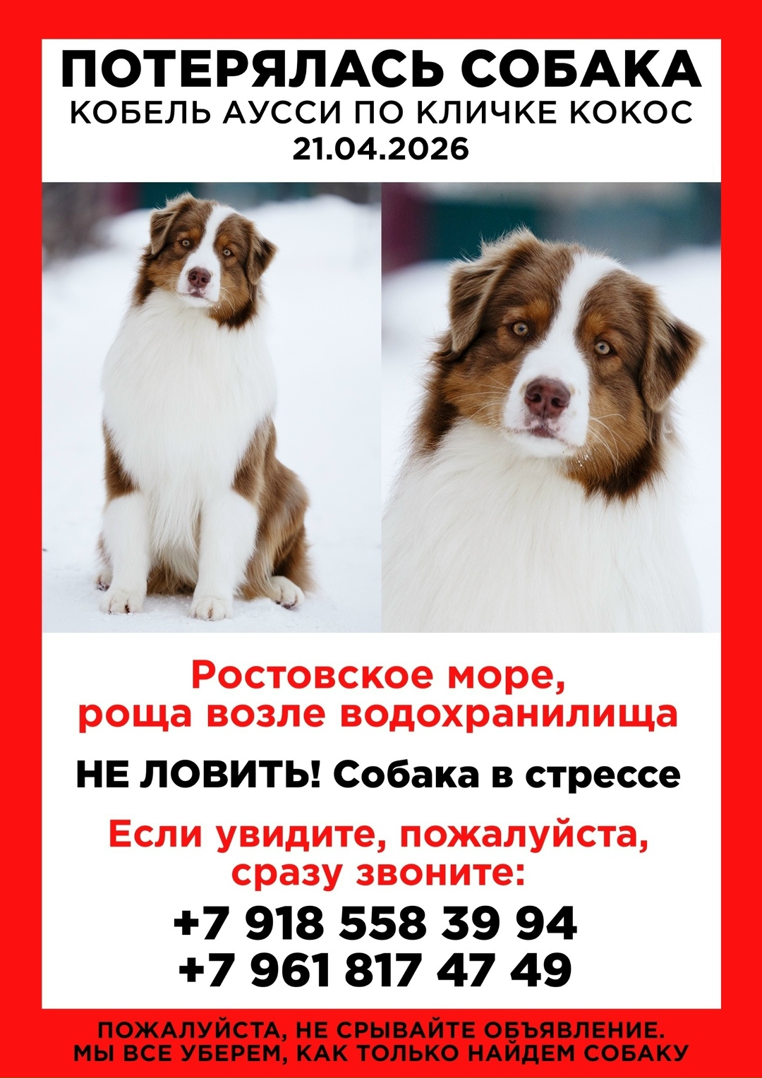 Пропала собака в Ростове-на-Дону — фото объявления