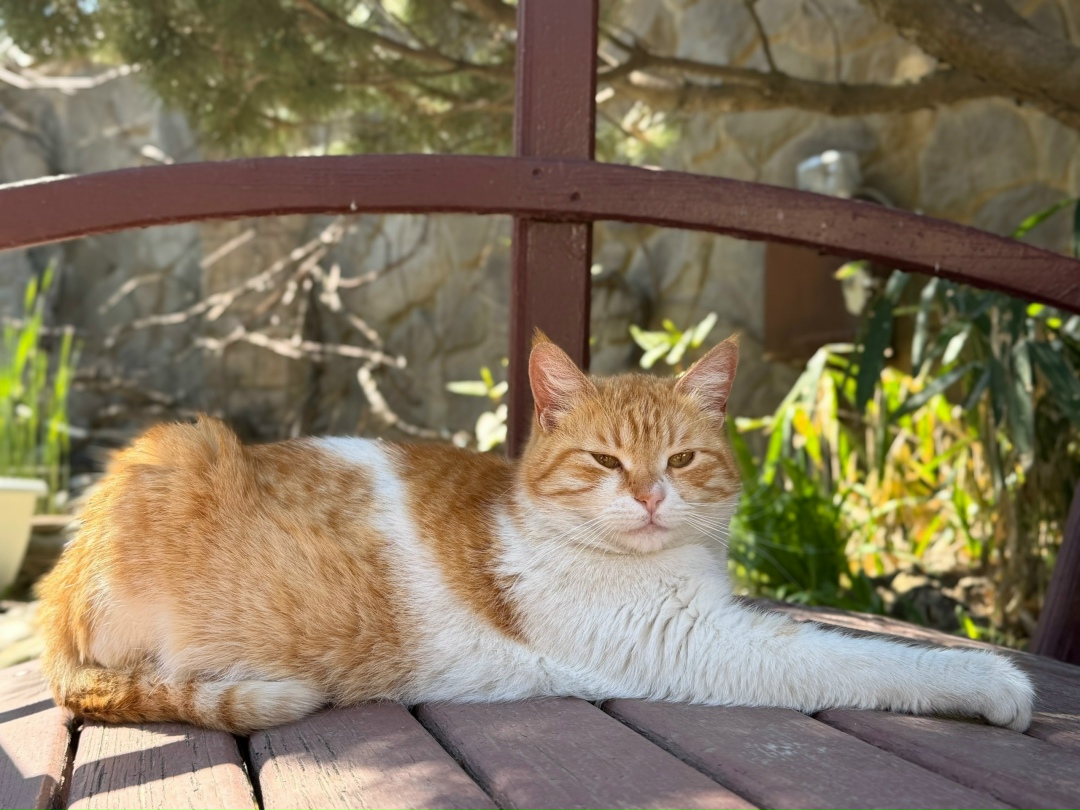 Пропала кошка в Ростове-на-Дону — фото объявления