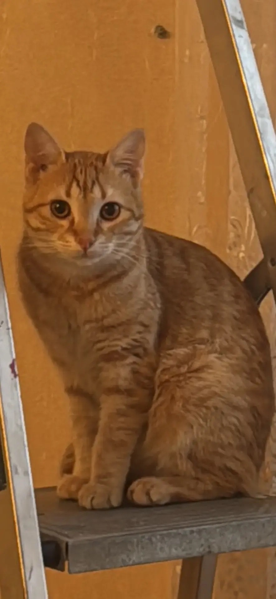 Пропала кошка в Ростове-на-Дону — фото объявления