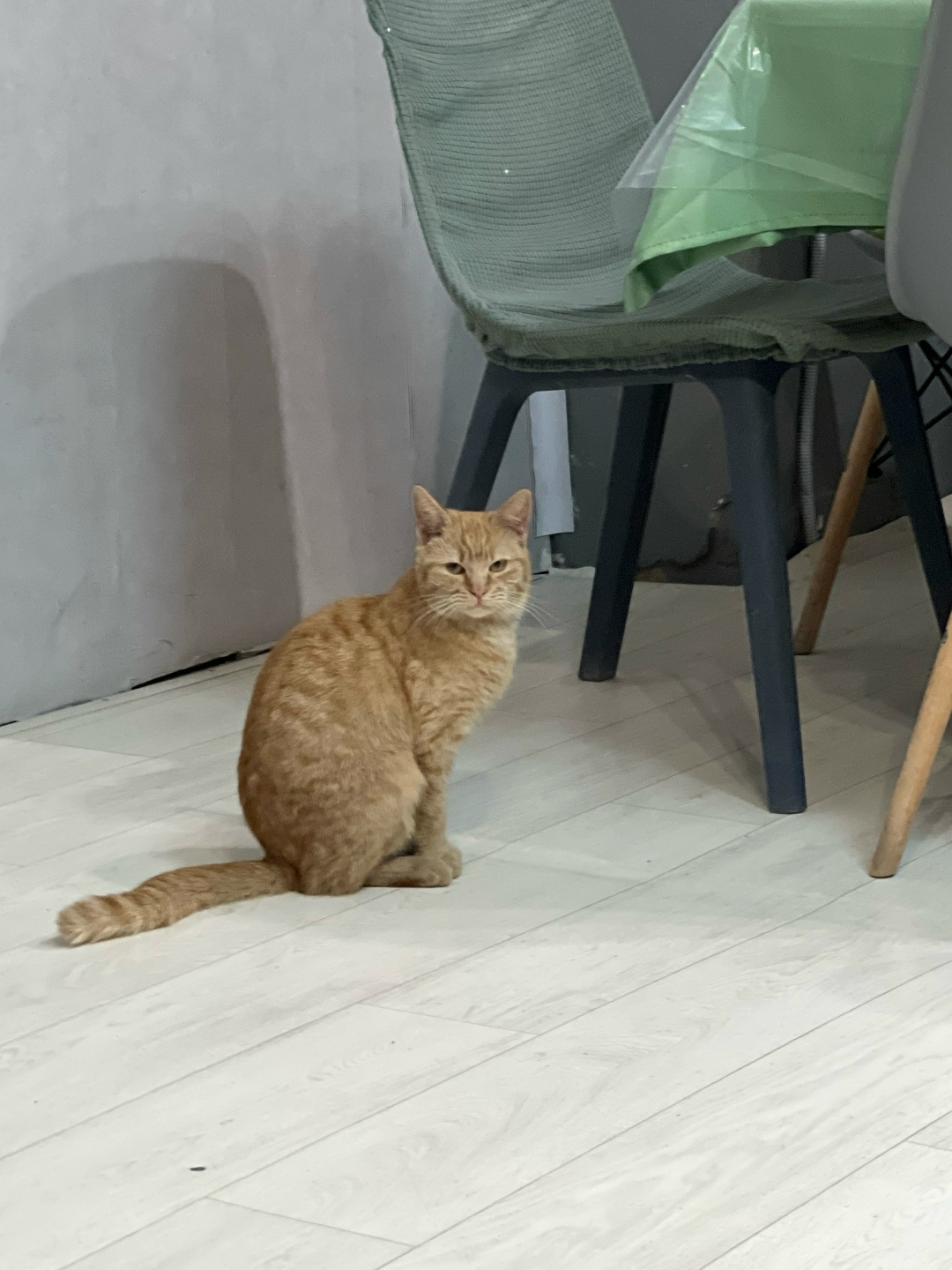 Найдена кошка в Ростове-на-Дону — фото объявления