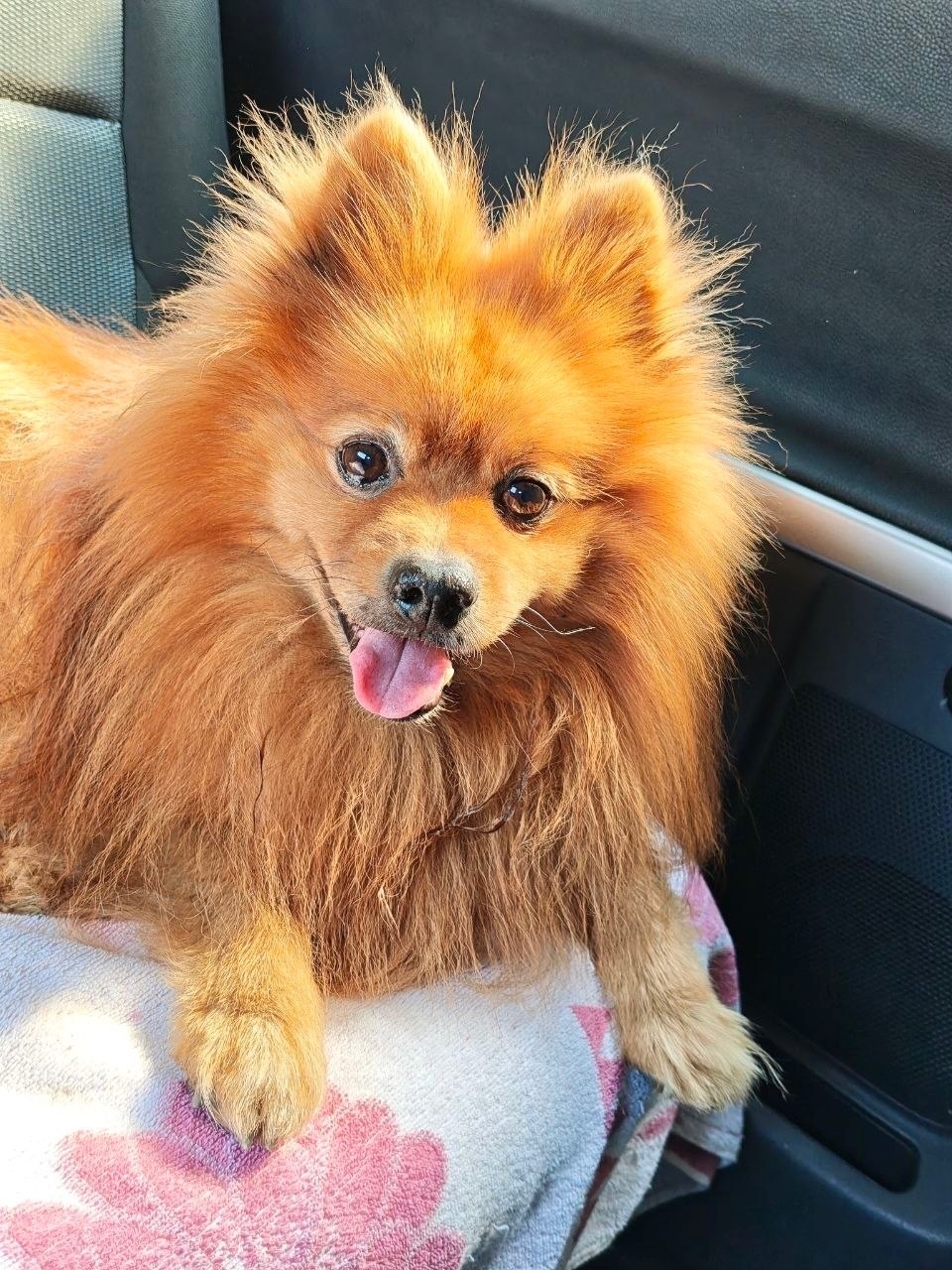 Найдена собака в Ростове-на-Дону — фото объявления