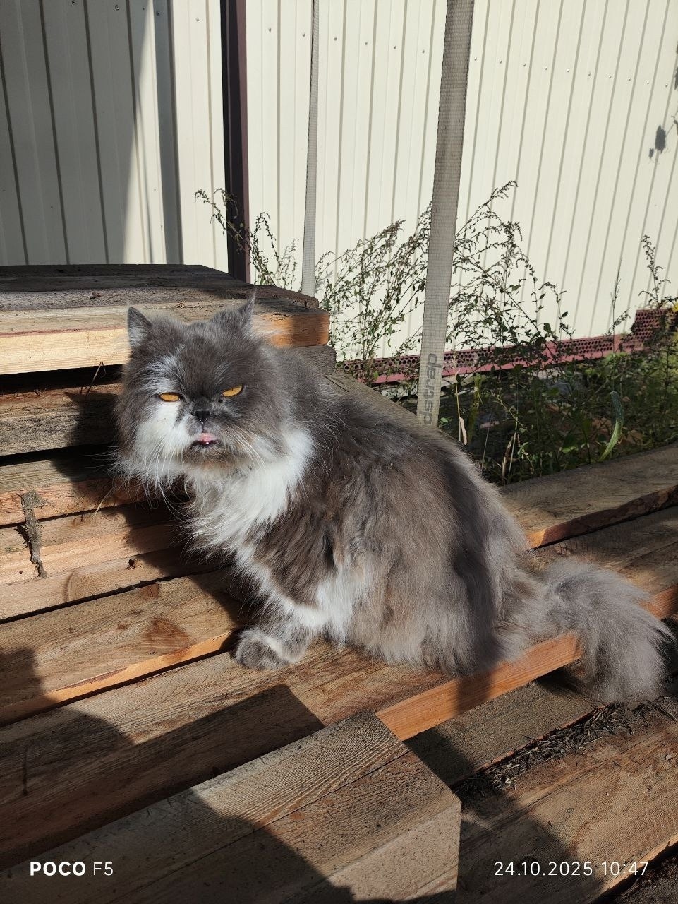 Пропала кошка в Ростове-на-Дону — фото объявления