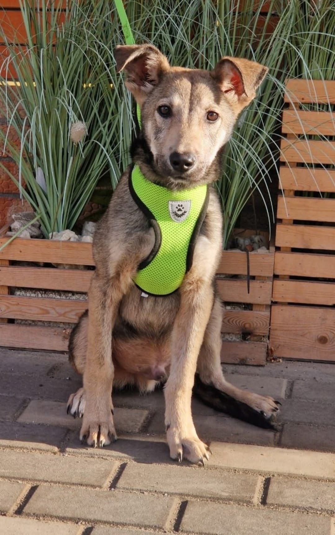 Найдена собака в Ростове-на-Дону — фото объявления