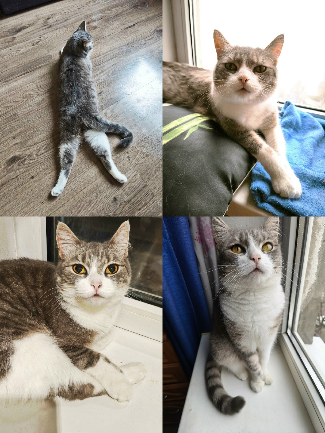 Найдена кошка в Ростове-на-Дону — фото объявления