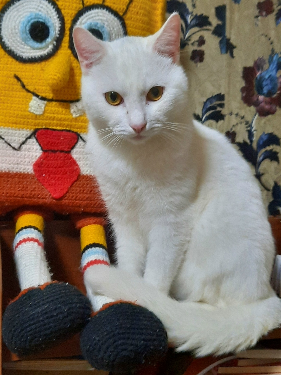 Пропала кошка в Ростове-на-Дону — фото объявления