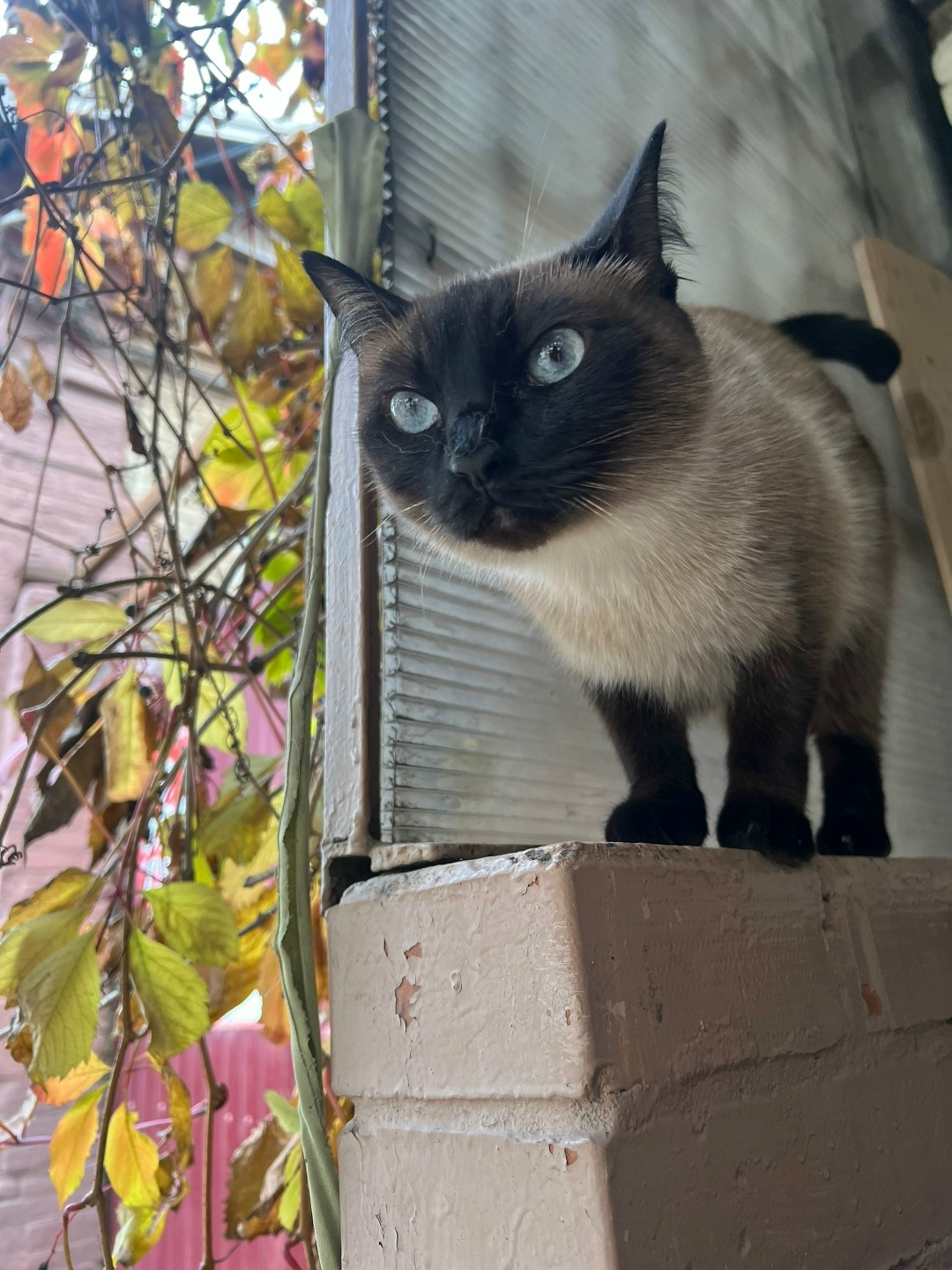 Пропала кошка в Ростове-на-Дону — фото объявления