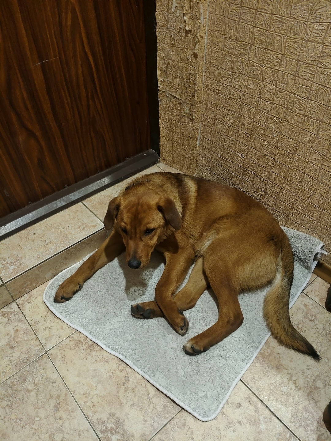 Найдена собака в Ростове-на-Дону — фото объявления