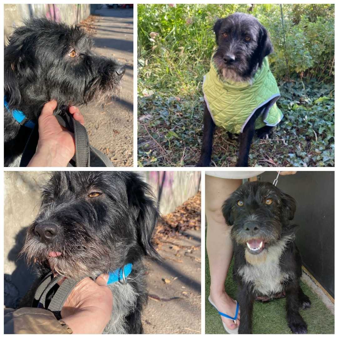 Найдена собака в Ростове-на-Дону — фото объявления