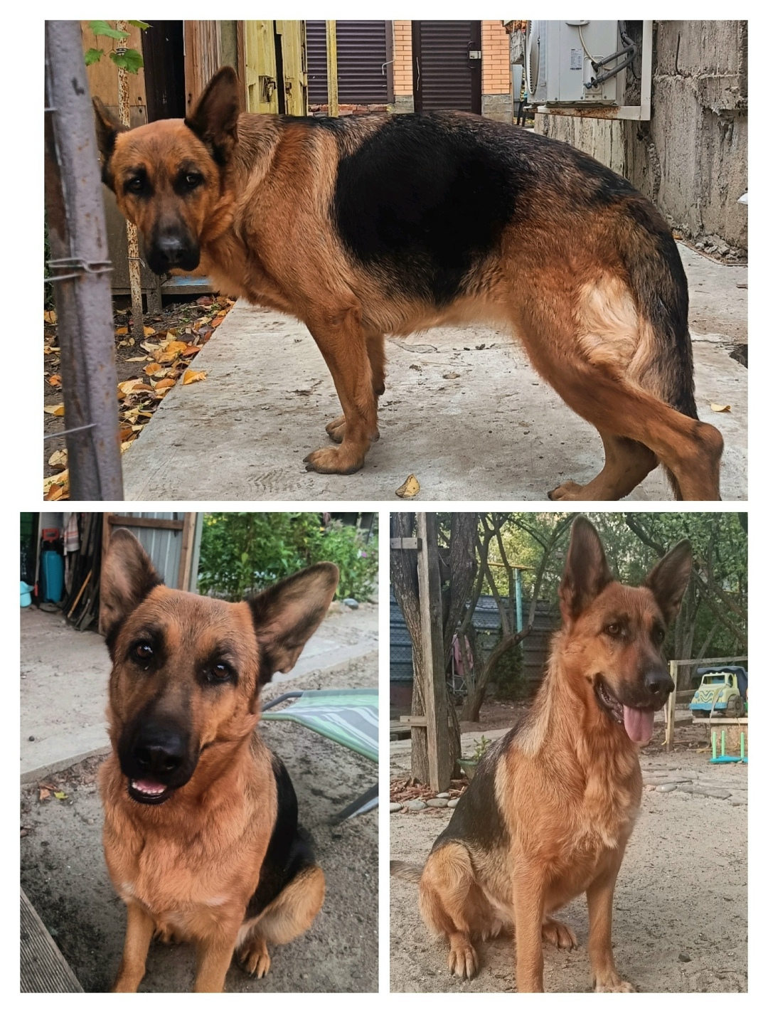 Пропала собака в Ростове-на-Дону — фото объявления