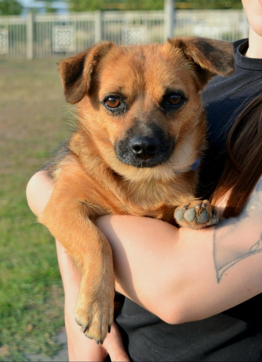 Найдена собака в Ростове-на-Дону — фото объявления