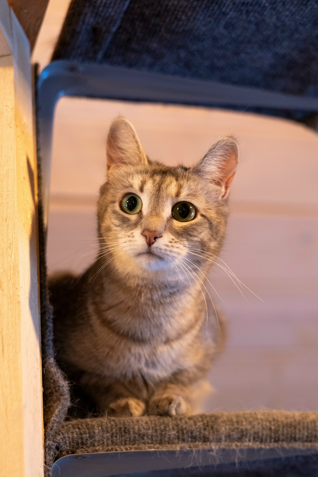 Найдена кошка в Королёве — фото объявления