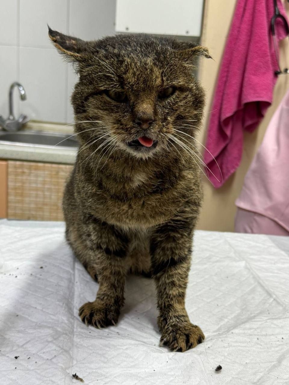 Найдена кошка в Королёве — фото объявления