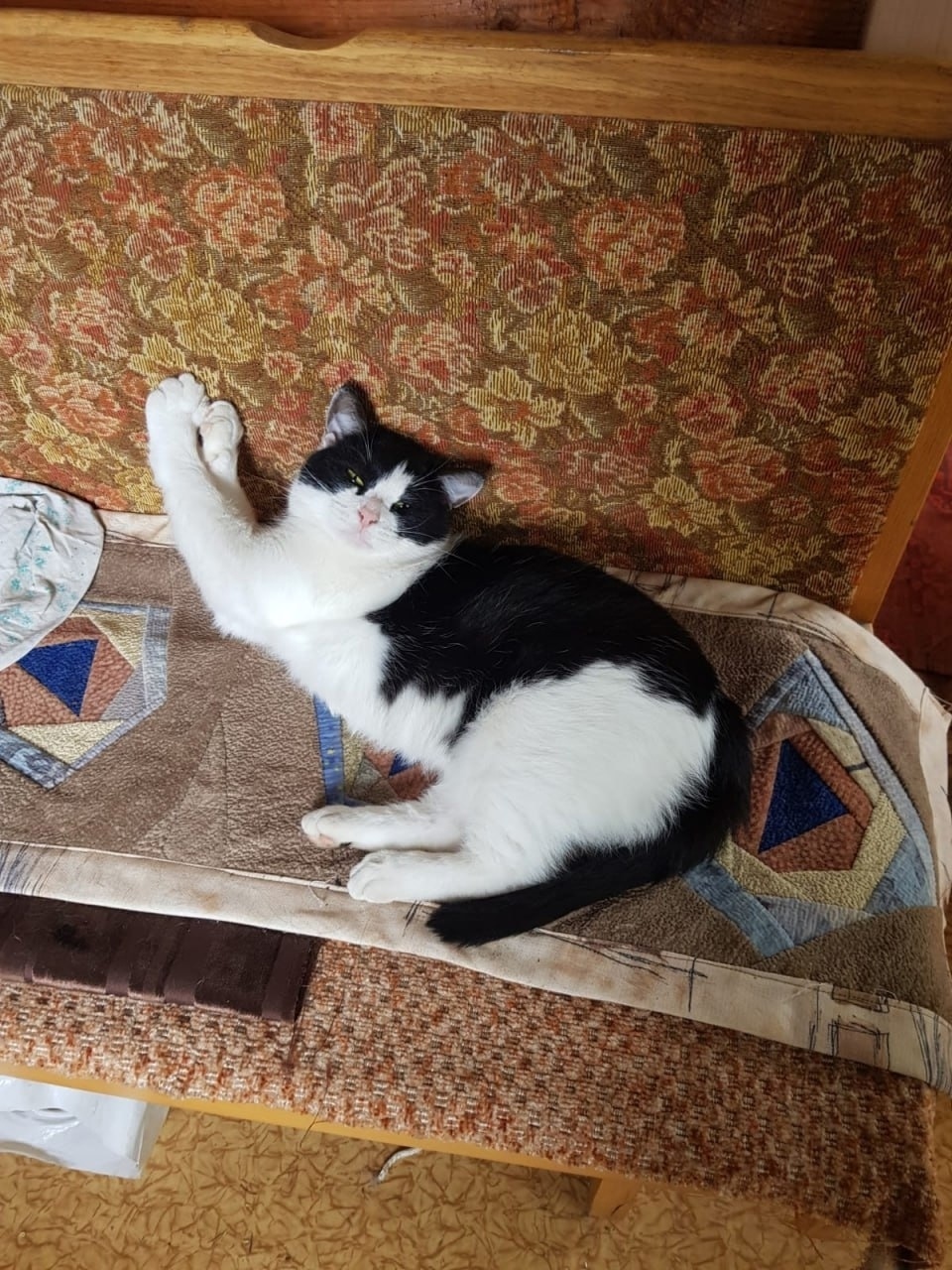 Пропала кошка в Королёве — фото объявления