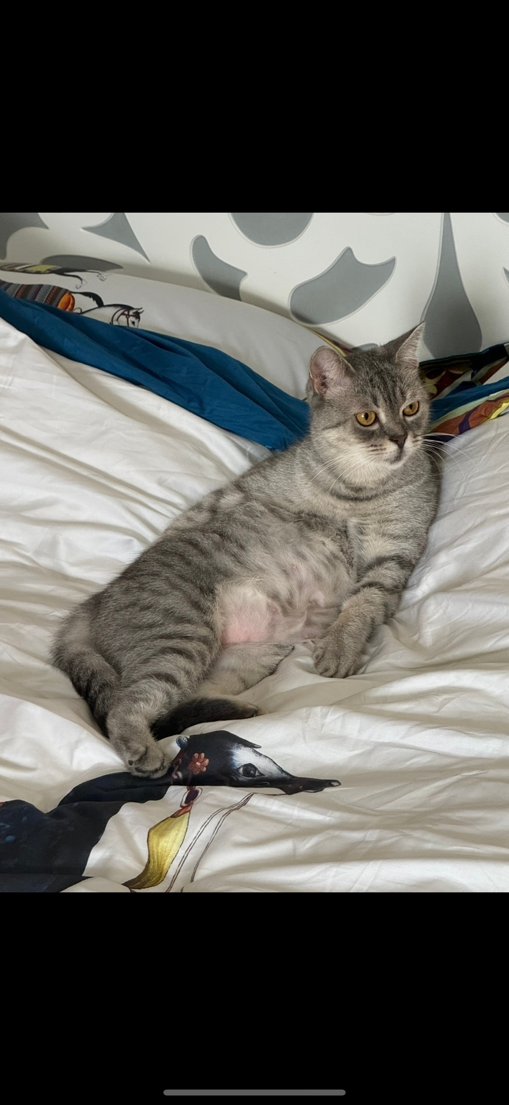 Пропала кошка в Королёве — фото объявления