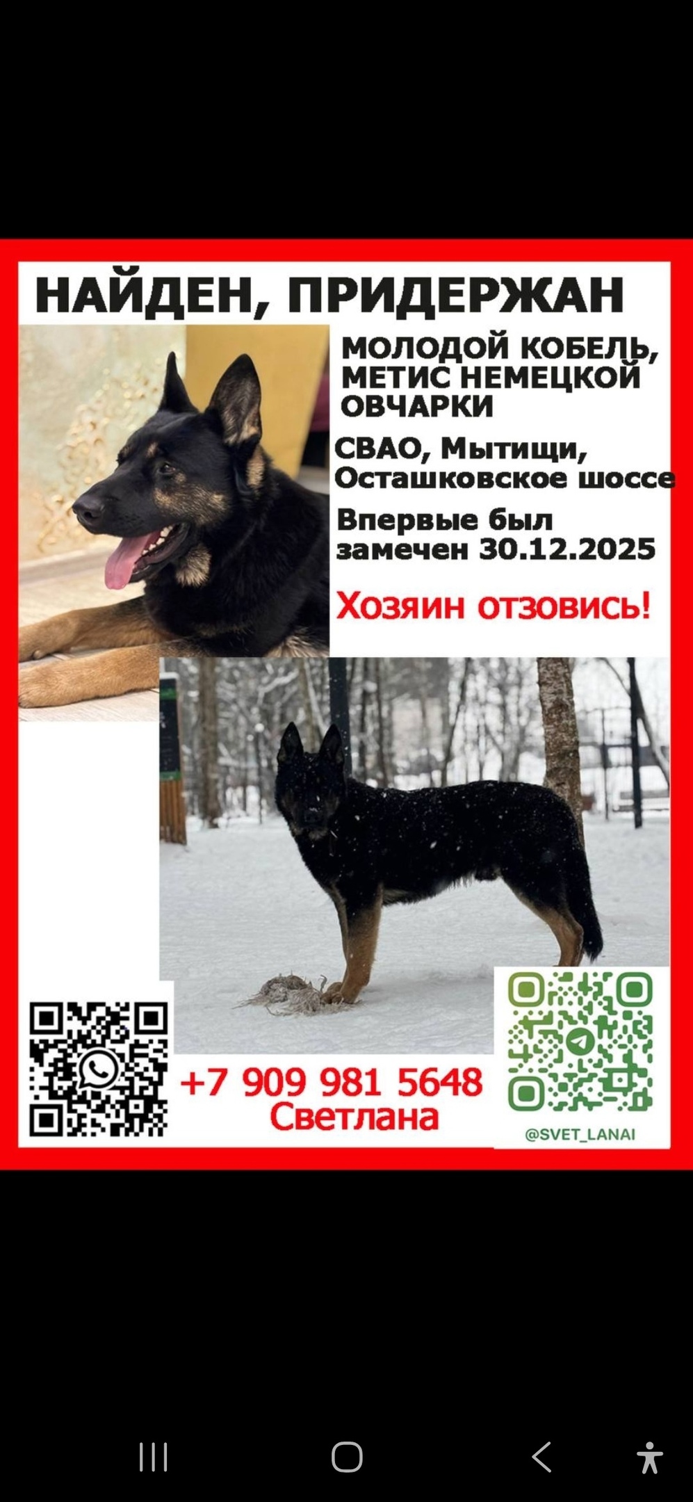 Найдена собака в Королёве — фото объявления