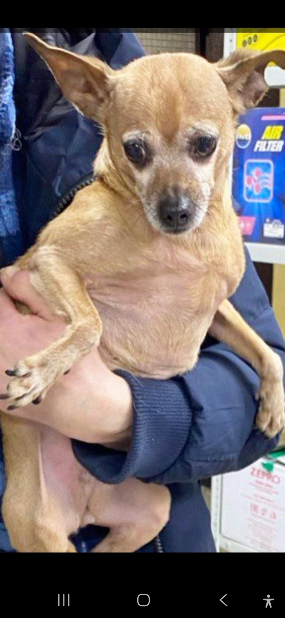 Найдена собака в Королёве — фото объявления