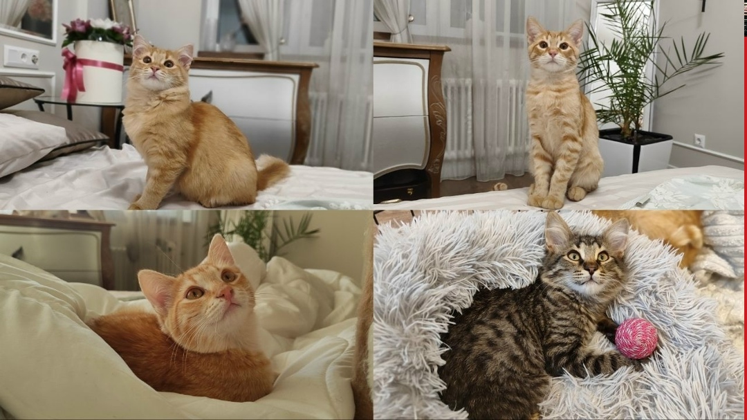 Найдена собака в Королёве — фото объявления