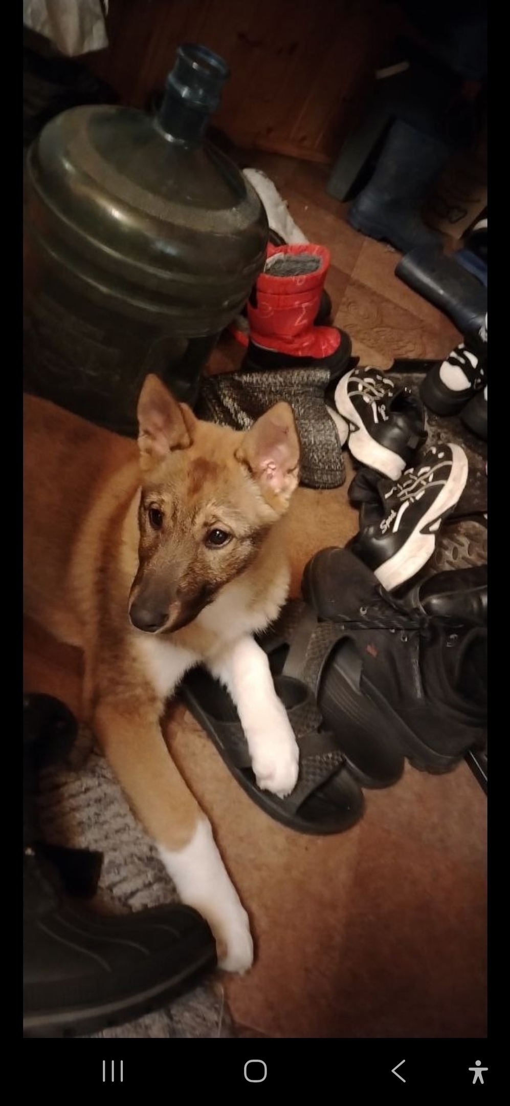 Найдена собака в Королёве — фото объявления