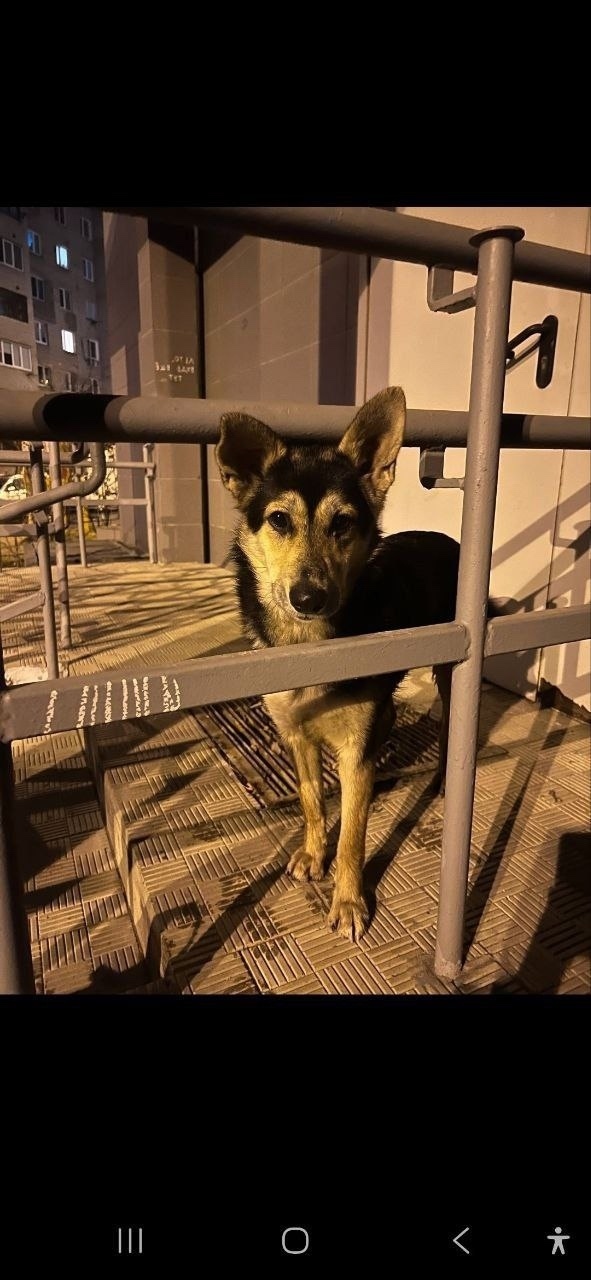 Найдена собака в Королёве — фото объявления