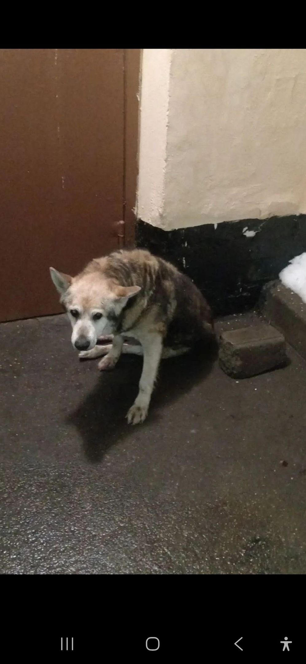 Найдена собака в Королёве — фото объявления