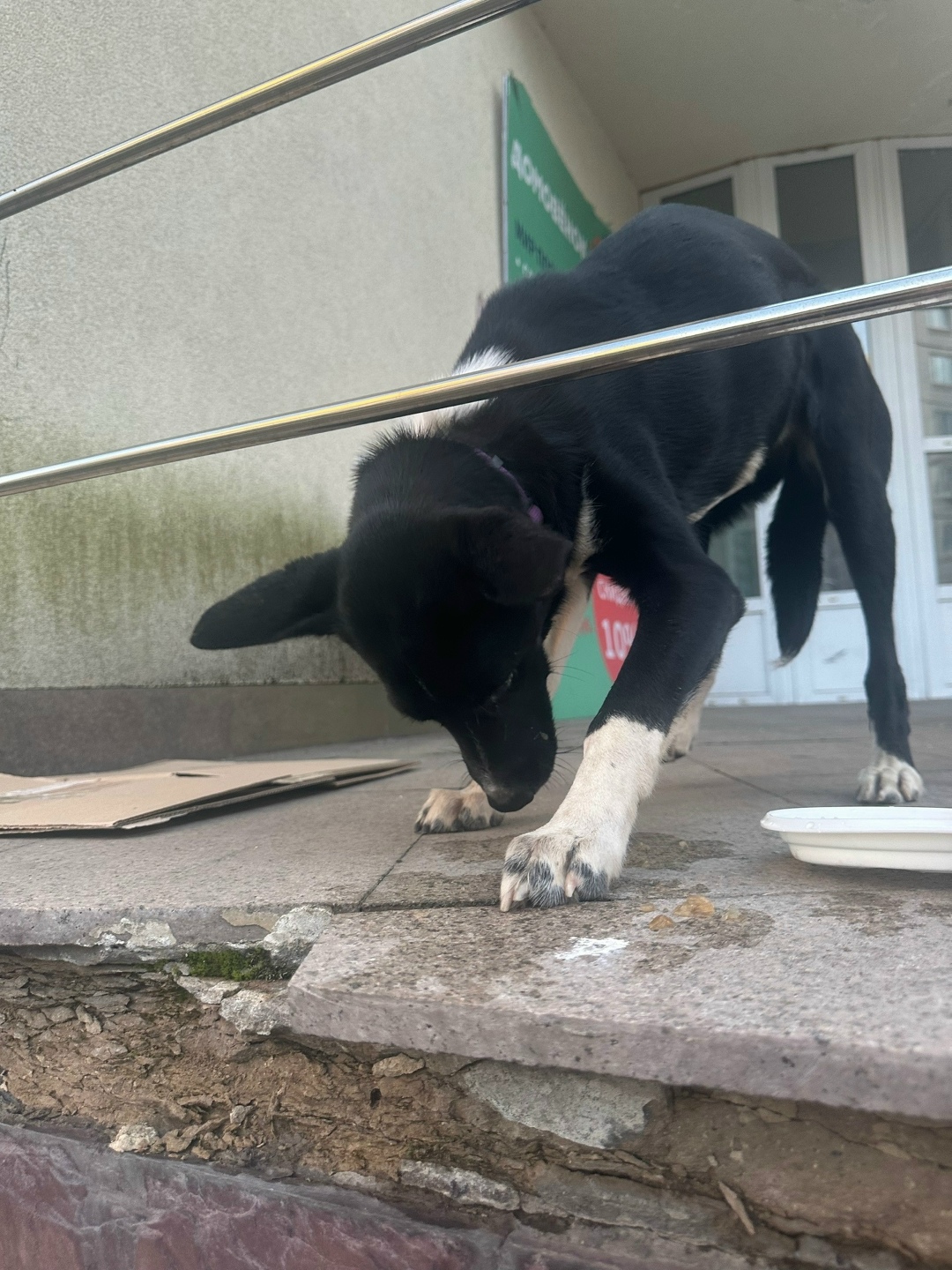 Найдена собака в Королёве — фото объявления