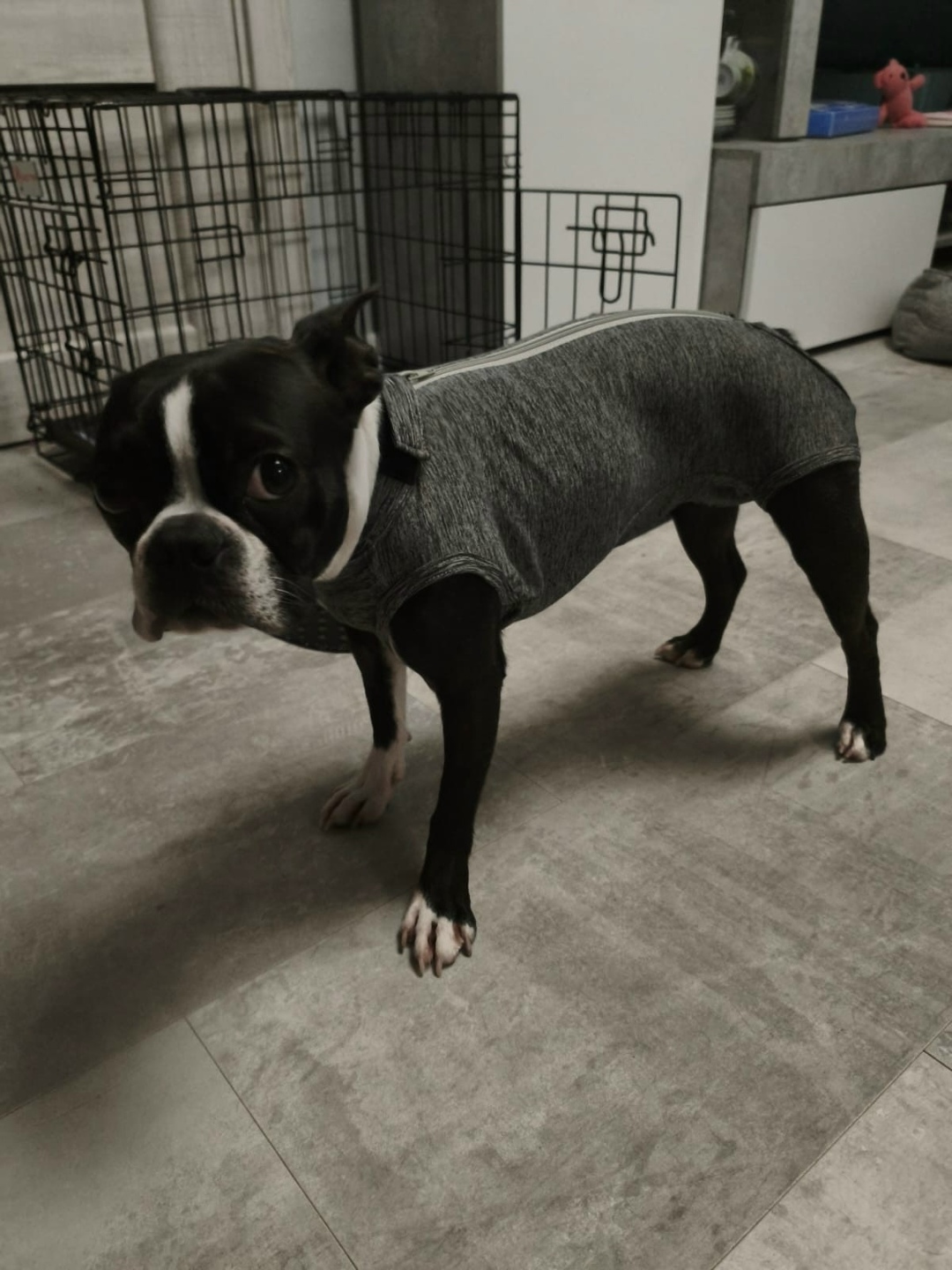 Пропала собака в Королёве — фото объявления